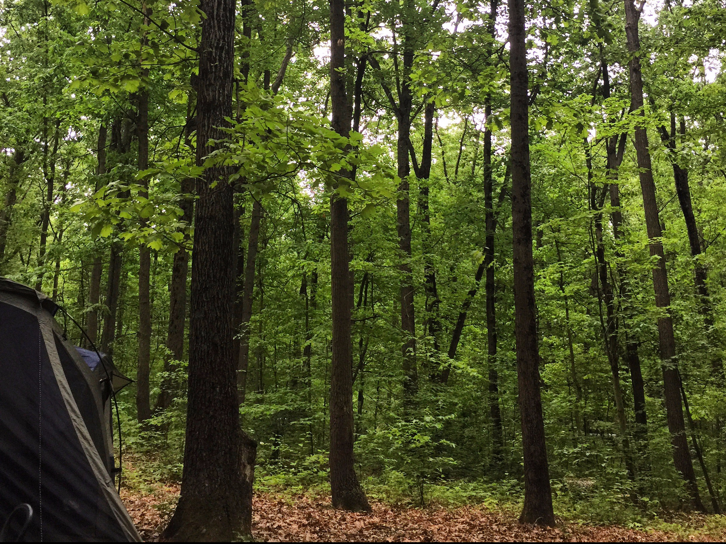 Hot Pickles at Codorus