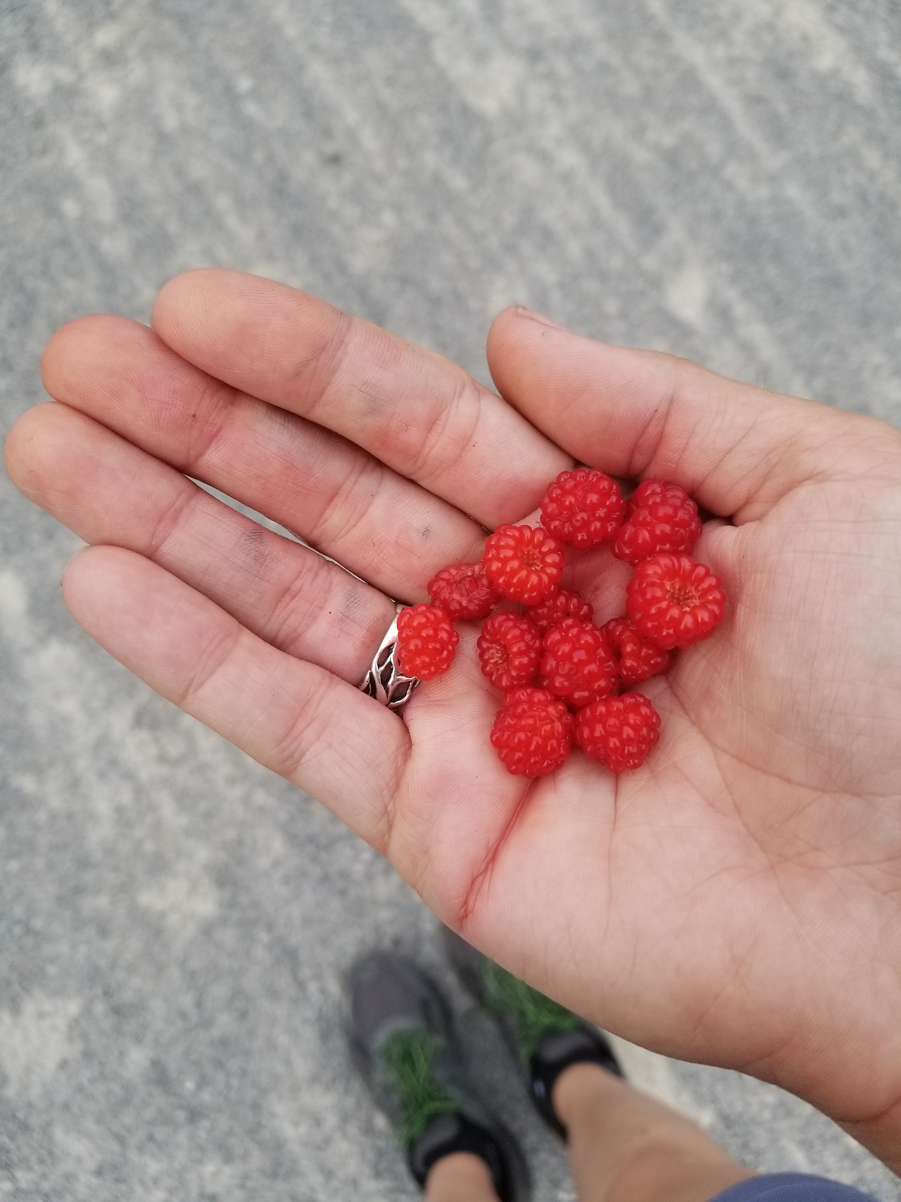 The Fruits of Summer 2017